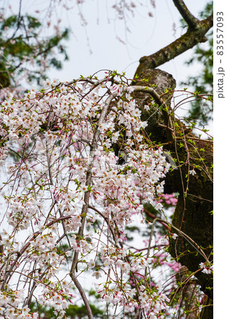 桜の楽園　春の京都御苑 83557093