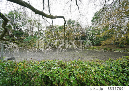 春の京都御苑　近衛邸跡の糸桜 83557094