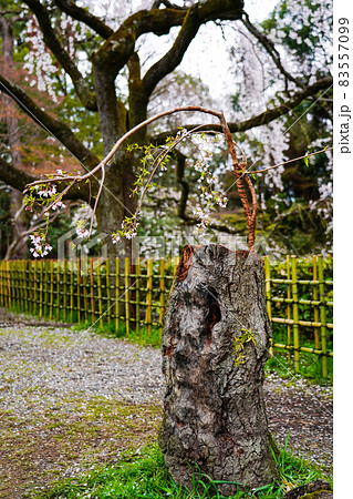 春の京都御苑 近衛邸跡の糸桜 春の京都御苑 近衛邸跡の糸桜 83557099