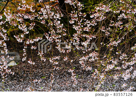 春の京都御苑　近衛邸跡の糸桜 83557126