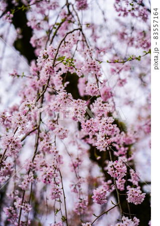 桜の楽園　春の京都御苑 83557164