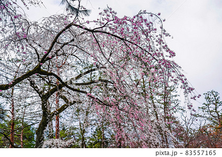 桜の楽園　春の京都御苑 83557165