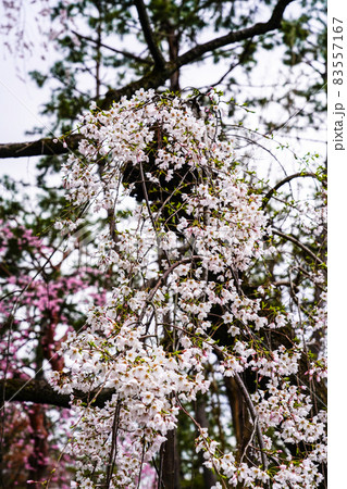 桜の楽園 春の京都御苑 桜の楽園 春の京都御苑 83557167