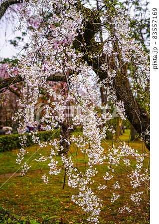 桜の楽園 春の京都御苑 桜の楽園 春の京都御苑 83557169