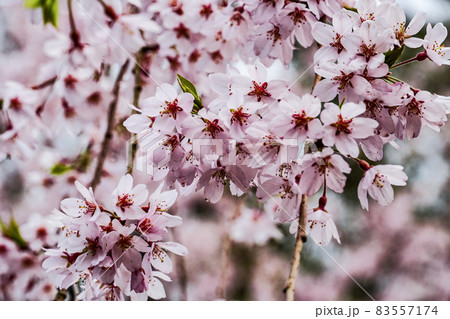 春の京都御苑に咲く桜 春の京都御苑に咲く桜 83557174