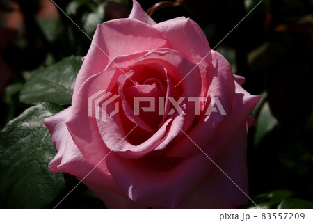 Princess de Monaco プリンセス・ドゥ・モナコ Princess de Monaco プリンセス・ドゥ・モナコ 83557209