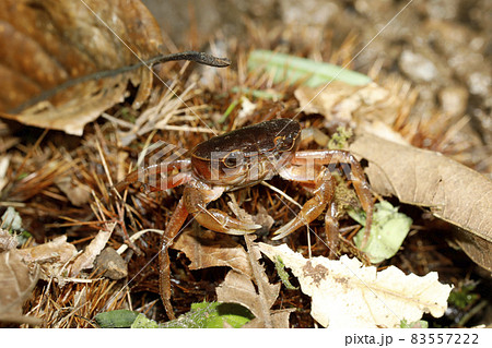 サワガニ 83557222