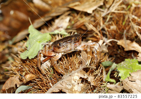 サワガニ 83557225