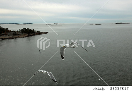 カモメが群れるヘルシンキの港湾風景 83557317