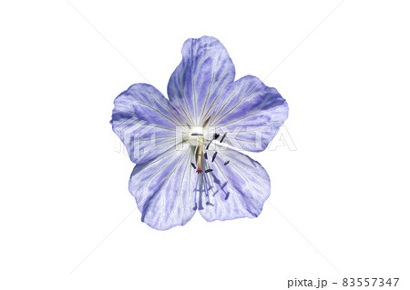 Geranium Pratense 'Mrs Kendall Clark' Geranium Pratense 'Mrs Kendall Clark' 83557347