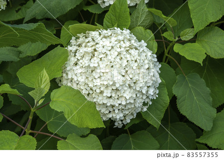 Hydrangea Arborescens 'Annabelle' Hydrangea Arborescens 'Annabelle' 83557355