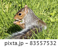 Grey squirrel (Sciurus carolinensis) 83557532