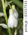 Ornithogalum Candicans flower 83557533