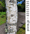 Betula Pendula Roth tree trunk bark 83557535