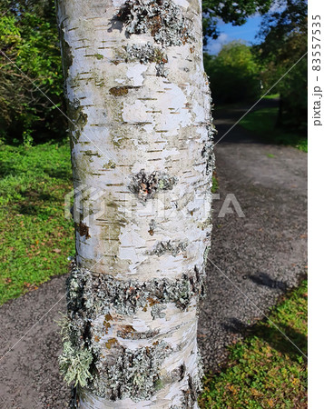 Betula Pendula Roth tree trunk bark Betula Pendula Roth tree trunk bark 83557535