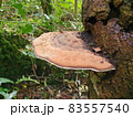 Bracket fungus 83557540