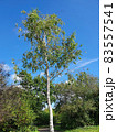 Betula Pendula Roth tree 83557541