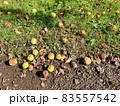 Rotten crab apples 83557542