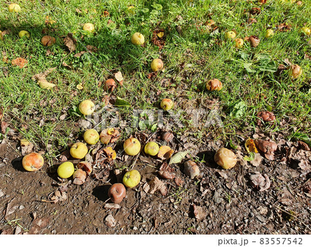 Rotten crab apples 83557542