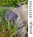 Perovskia 'Blue Spire' 83557543