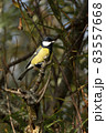 Great Tit (Parus major) bird 83557668