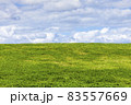 Green grass background showing an horizon of cumulous fluffy clouds with a blue sky in an agricultural pasture field 83557669