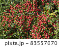 Cotoneaster horizontalis 83557670