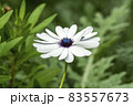 Osteospermum Ecklonisa 83557673