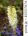 Kniphofia 'Ice Queen' 83557674