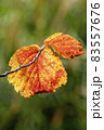 Autumn colour of a witch hazel (Hamamelis x Intermedia) leaf 83557676