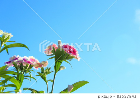 ナデシコ 青空 ナデシコ 青空 83557843