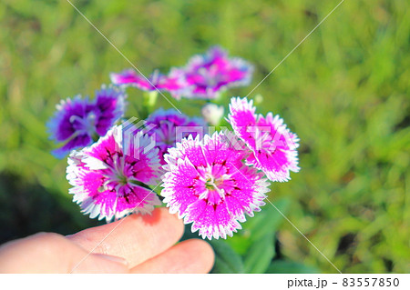 ナデシコ 花 指 ナデシコ 花 指 83557850