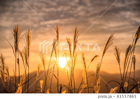 《長野県》天空のススキ・秋のご来光 83557865