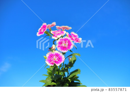 ナデシコ 青空 ナデシコ 青空 83557871