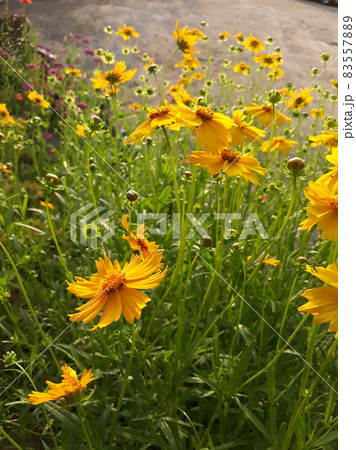 グムギェグク 花 黄色 83557889
