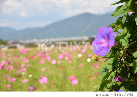 夏の花と秋の花のコラボレーション 夏の花と秋の花のコラボレーション 83557942