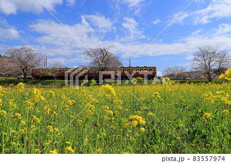 房総半島のローカル線の小湊鉄道と菜の花畑と桜 房総半島のローカル線の小湊鉄道と菜の花畑と桜 83557974
