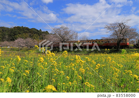 房総半島のローカル線の小湊鉄道と菜の花畑と桜 房総半島のローカル線の小湊鉄道と菜の花畑と桜 83558000