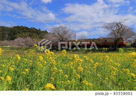 房総半島のローカル線の小湊鉄道と菜の花畑と桜 房総半島のローカル線の小湊鉄道と菜の花畑と桜 83558001