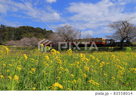 房総半島のローカル線の小湊鉄道と菜の花畑と桜 房総半島のローカル線の小湊鉄道と菜の花畑と桜 83558014