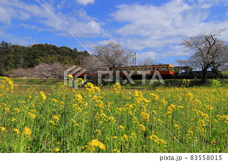 房総半島のローカル線の小湊鉄道と菜の花畑と桜 房総半島のローカル線の小湊鉄道と菜の花畑と桜 83558015