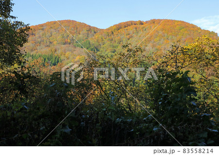 秋晴れ、鮮やかな里山の紅葉－毘沙沢林道から　福島県只見町 83558214