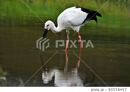 コウノトリの郷公園より コウノトリの郷公園より 83558457