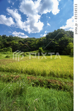 青空の菩提樹池付近の谷戸の田んぼ 青空の菩提樹池付近の谷戸の田んぼ 83558533
