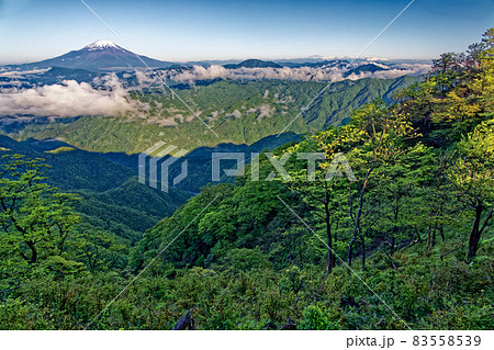 丹沢・檜洞丸稜線から見る新緑の山並みと富士山 丹沢・檜洞丸稜線から見る新緑の山並みと富士山 83558539