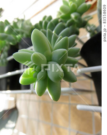 ビアポップ 83558609