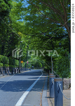 千鳥ケ淵戦没者墓苑「日本国政府が設置した戦没者慰霊施設」の歩道 83558924