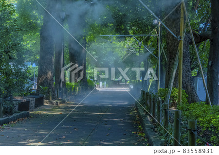 千鳥ケ淵戦没者墓苑「日本国政府が設置した戦没者慰霊施設」の歩道 千鳥ケ淵戦没者墓苑「日本国政府が設置した戦没者慰霊施設」の歩道 83558931