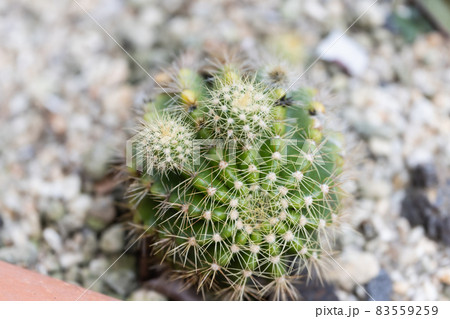 【植物】サボテン【多肉植物】 83559259