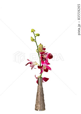 デンファレ 83559265